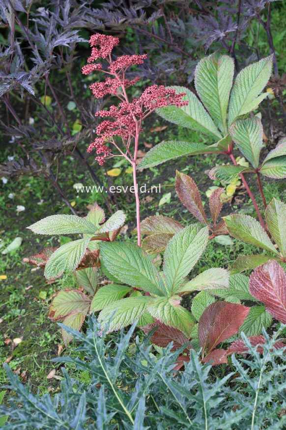 Rodgersia 'Bloody Mary'
