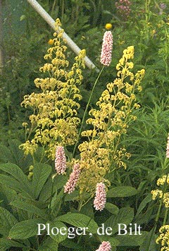 Rodgersia pinnata 'Alba'
