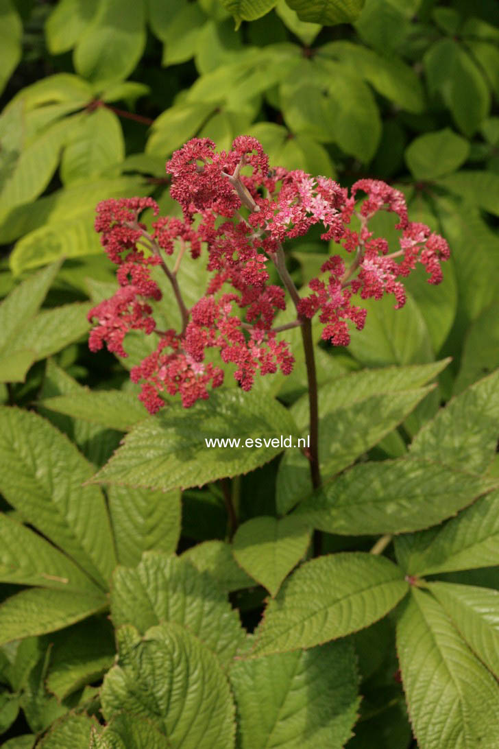 Rodgersia pinnata 'Buckland Beauty'