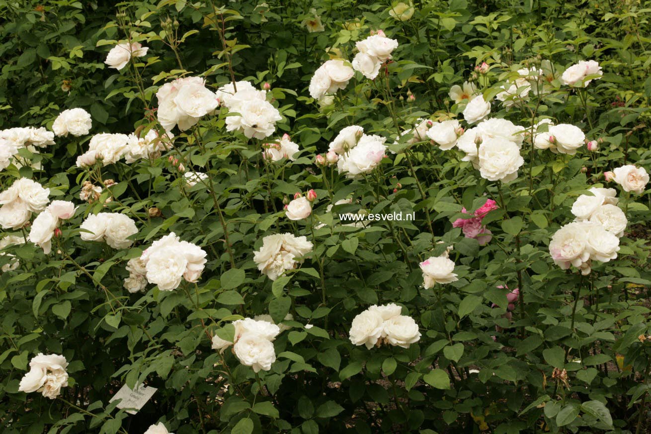 Rosa 'Aiscat' (WINCHESTER CATHEDRAL)