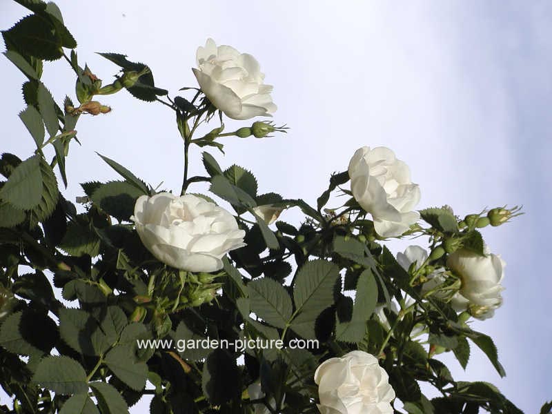 Rosa 'Alba Semiplena'