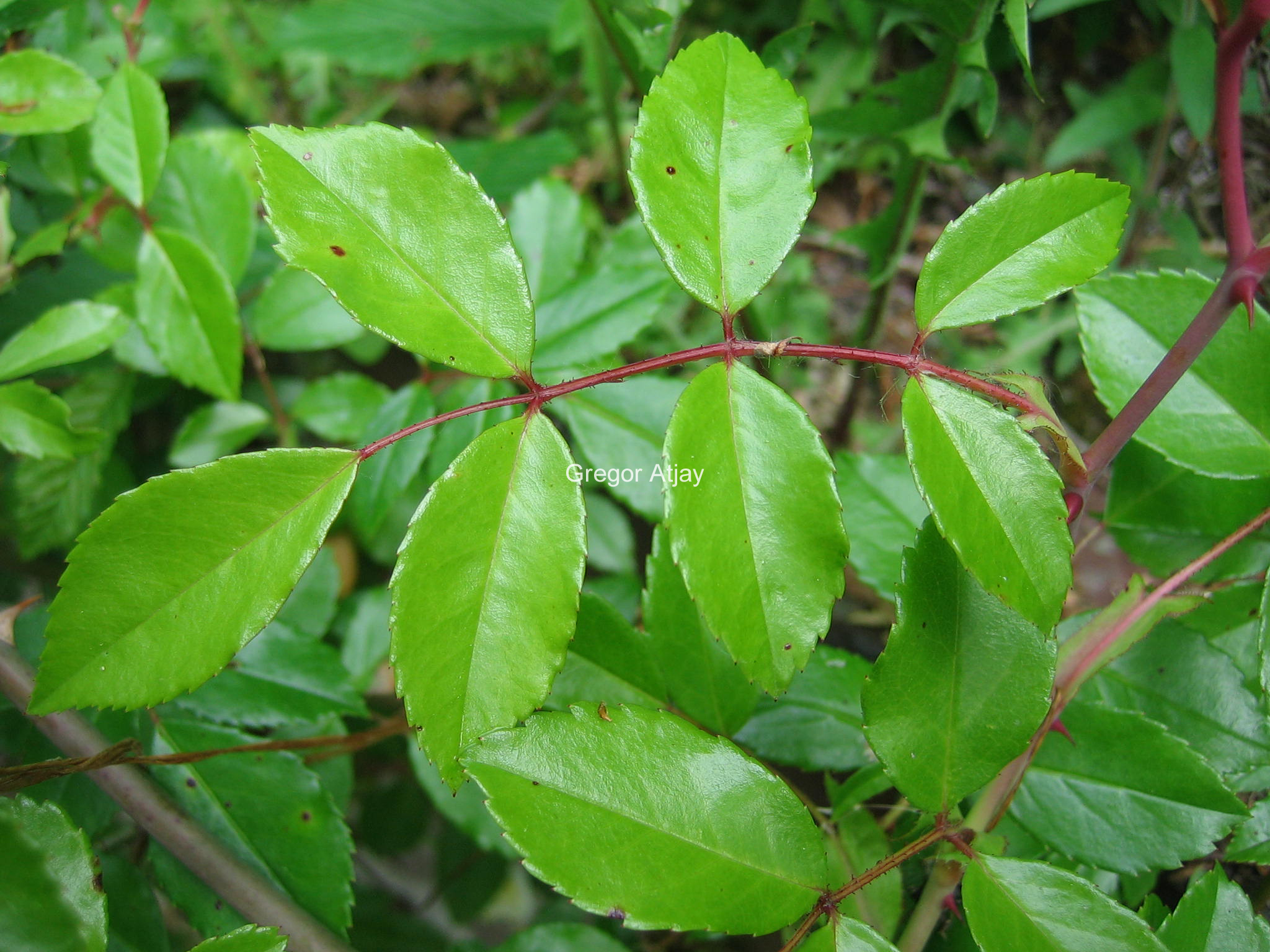 Rosa 'Alberic Barbier'
