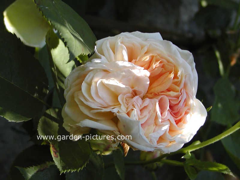 Rosa 'Alchymist'