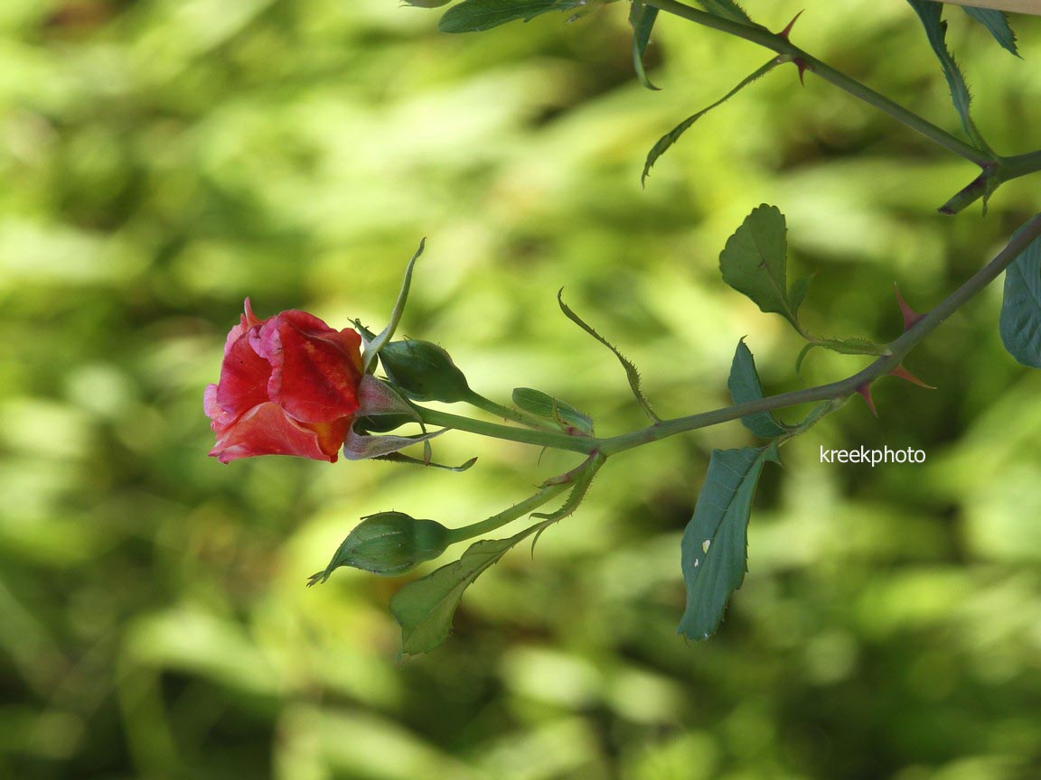 Rosa 'Aloha'