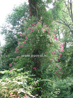 Rosa 'American Pillar'