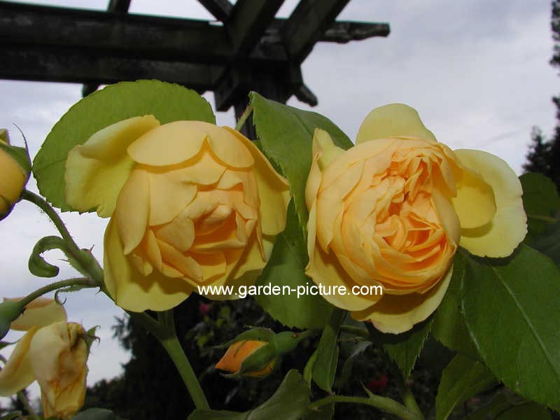 Rosa 'Ausmas' (GRAHAM THOMAS)