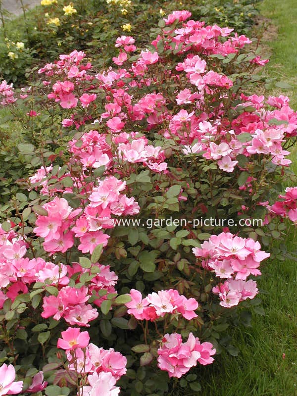 Rosa 'Betty Prior'