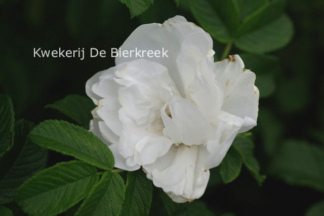 Rosa 'Blanc Double de Coubert'