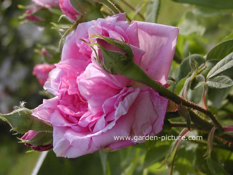 Rosa 'Comte de Chambord'