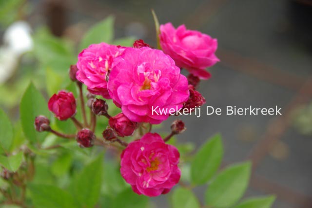 Rosa 'Dinky'