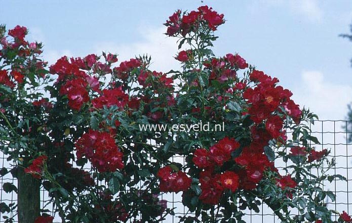 Rosa 'Dortmund'