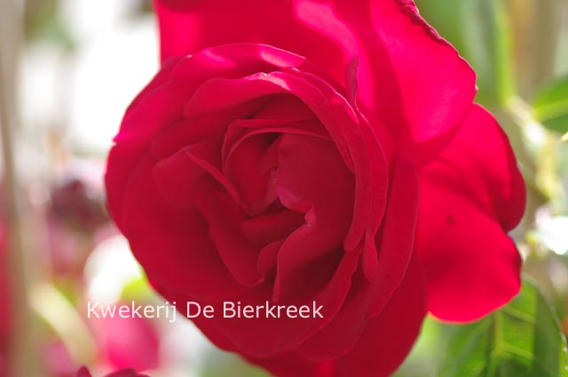 Rosa 'Dublin Bay'