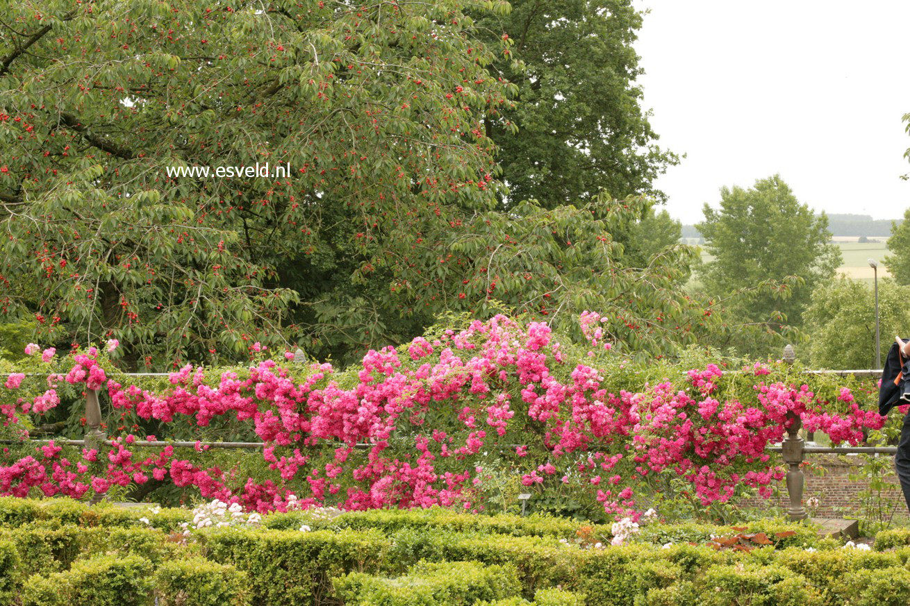 Rosa 'Excelsa'