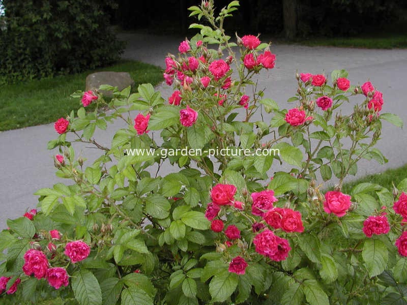 Rosa 'F.J. Grootendorst'