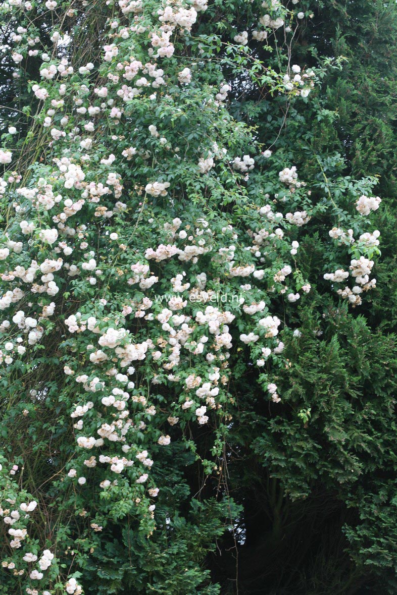 Rosa 'Felicite et Perpetue'