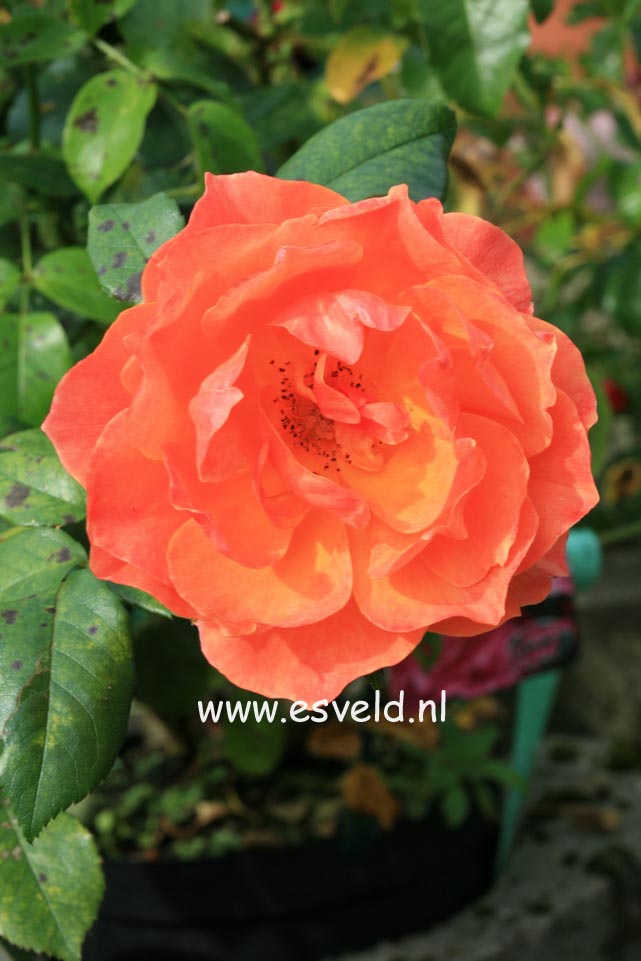Rosa 'Fellowship'