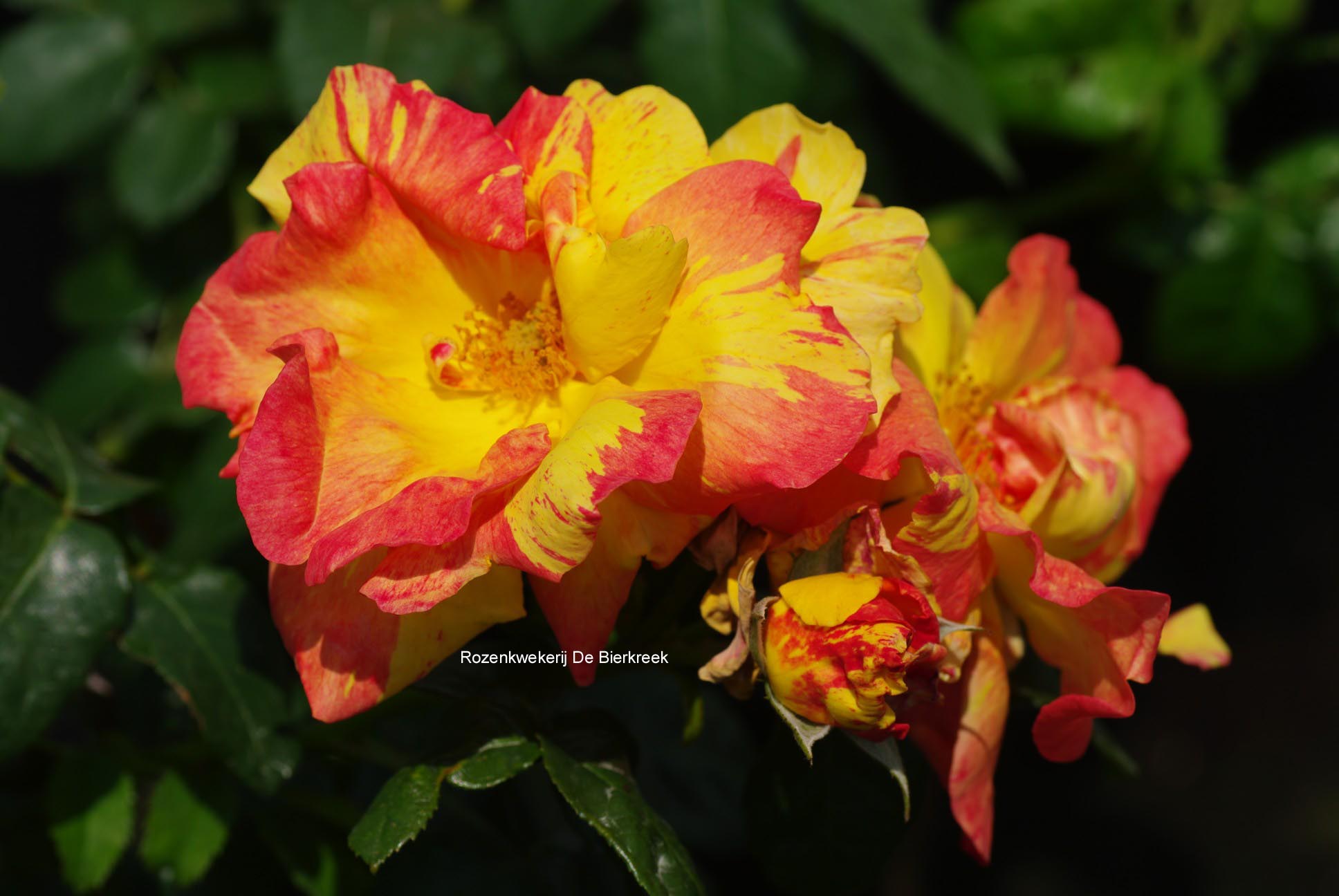 Rosa 'Fidji'