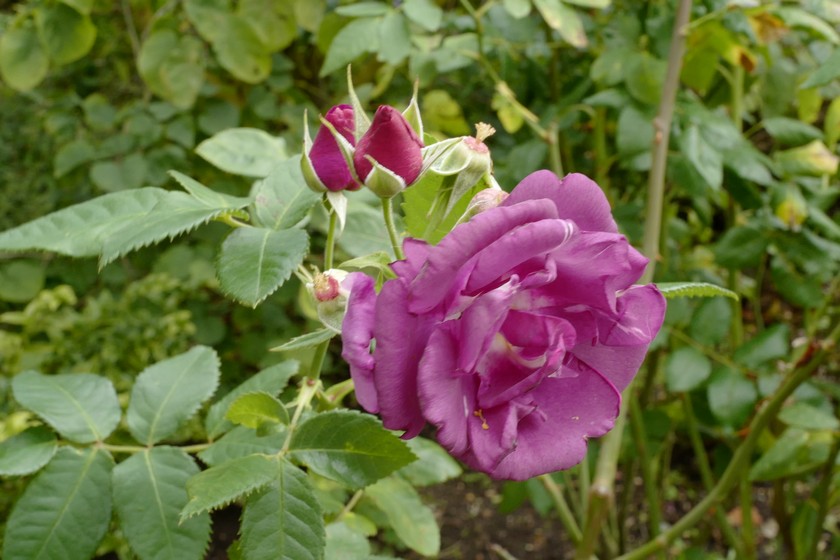 Rosa 'Frantasia' (RHAPSODY IN BLUE)