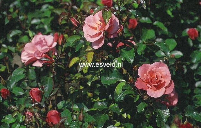 Rosa 'Fredensborg'