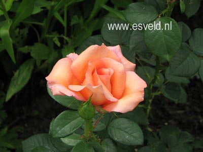 Rosa 'Fryxotic' (WARM WISHES)