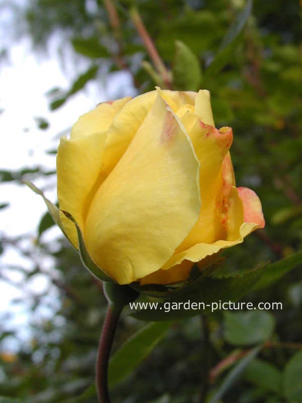 Rosa 'Golden Showers'