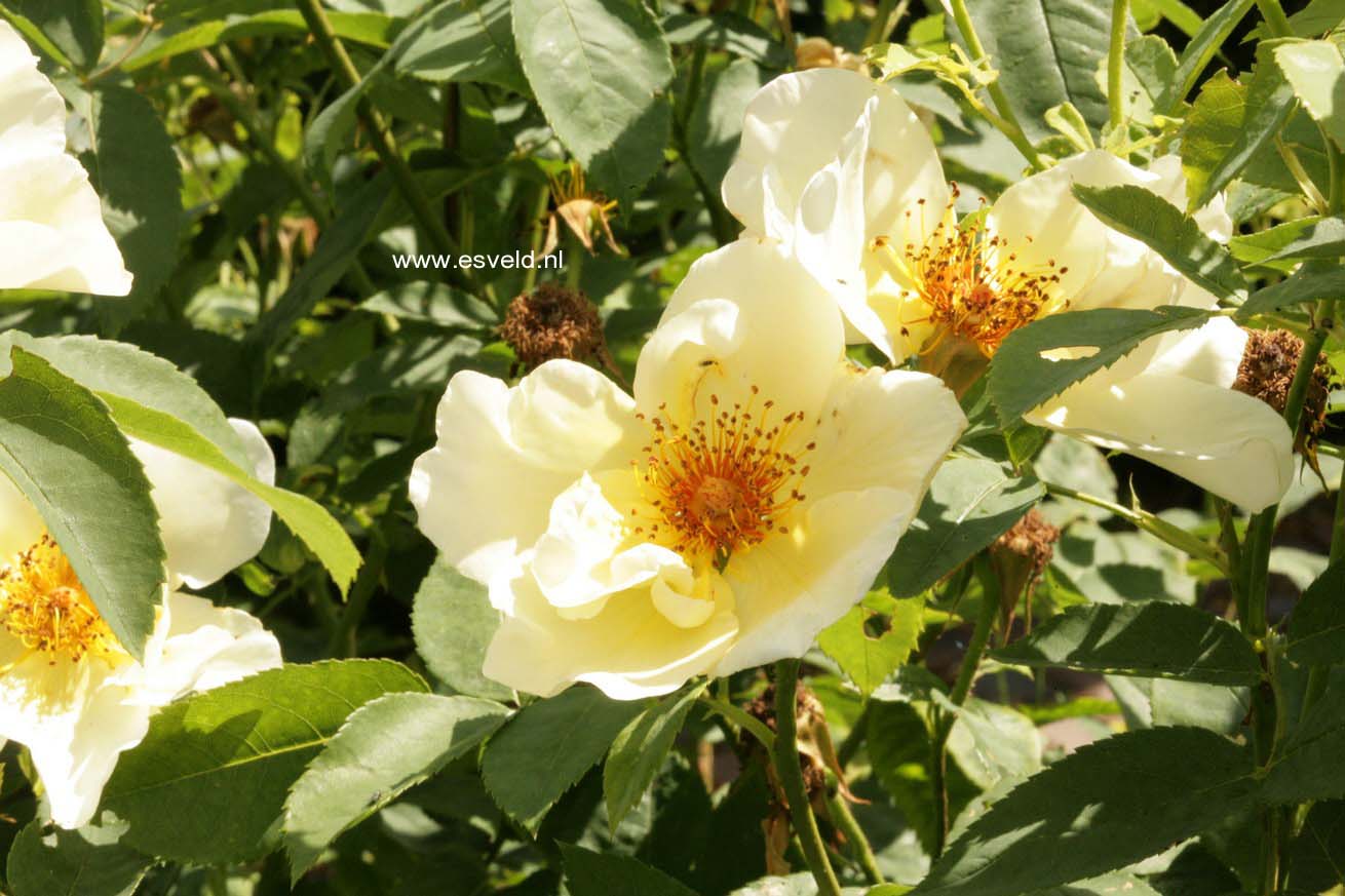 Rosa 'Golden Wings'