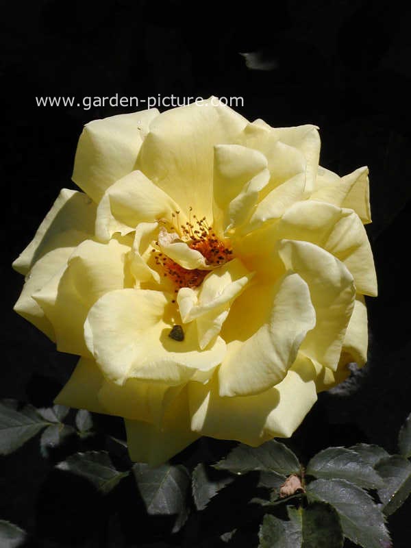 Rosa 'Goldstern'