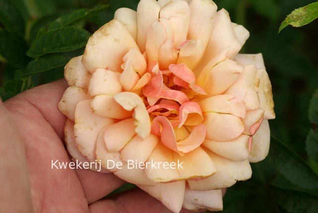 Rosa 'Gruss an Coburg'