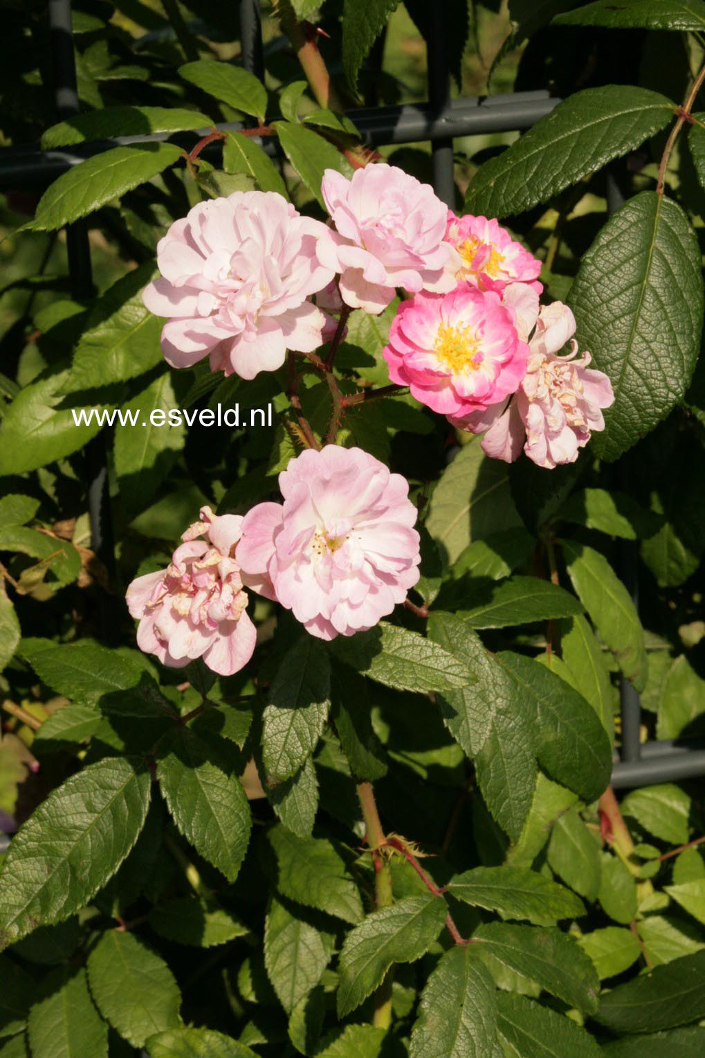 Rosa 'Guirlande Rose'