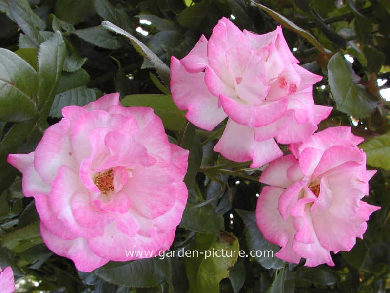 Rosa 'Haendel'