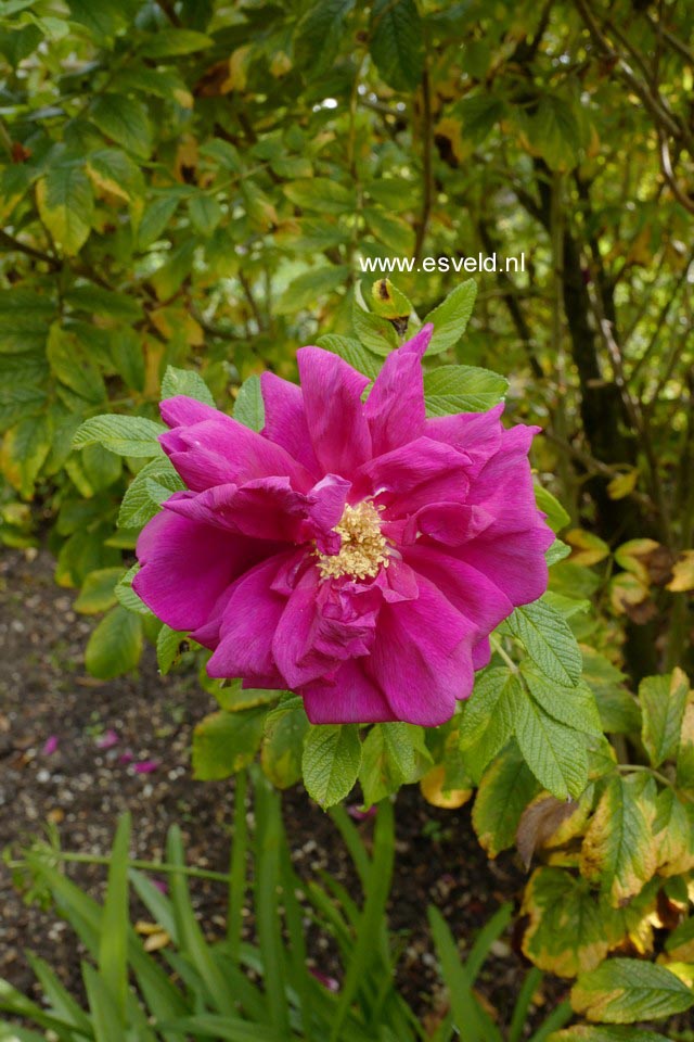 Rosa 'Hansa'