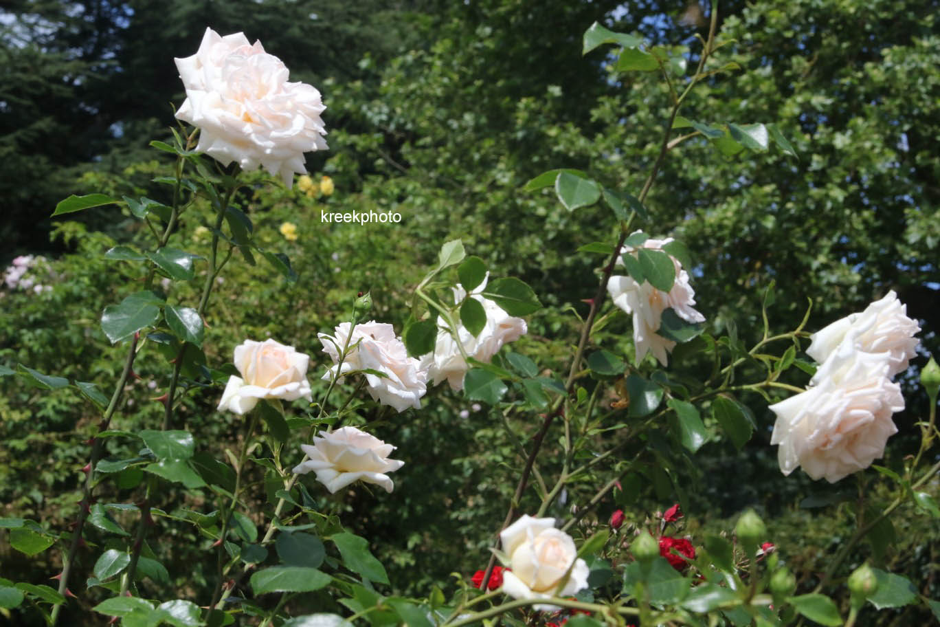 Rosa 'Hardwell' (PENNY LANE)