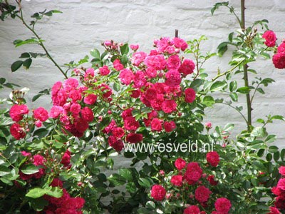 Rosa 'Havam' (AMSTERDAM)