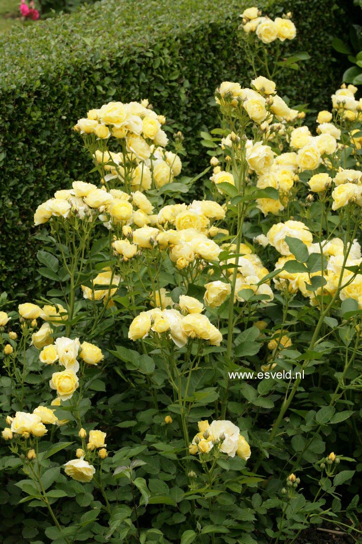 Rosa 'Havobog' (GOLDEN BORDER)