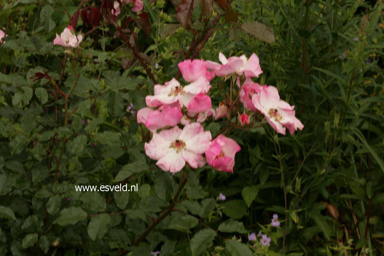 Rosa 'Interall' (ROSY CUSHION)