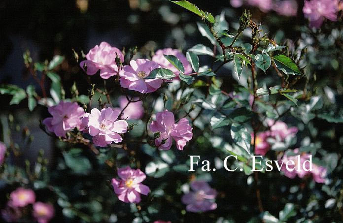 Rosa 'Interlav' (LAVENDER DREAM)