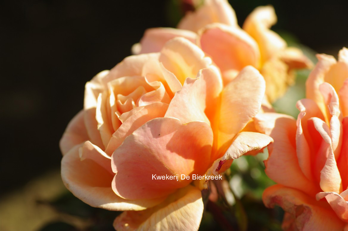 Rosa 'King's Macc'