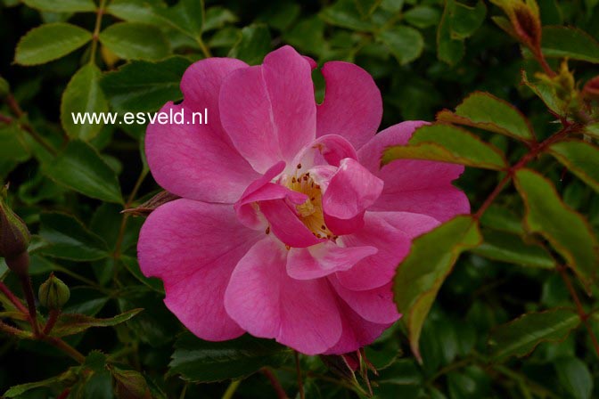 Rosa 'Kordatura' (NEON)