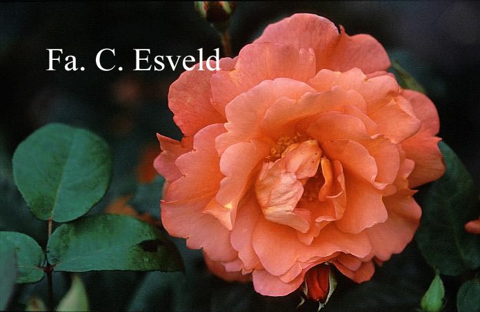 Rosa 'Korlawe' (WESTERLAND)