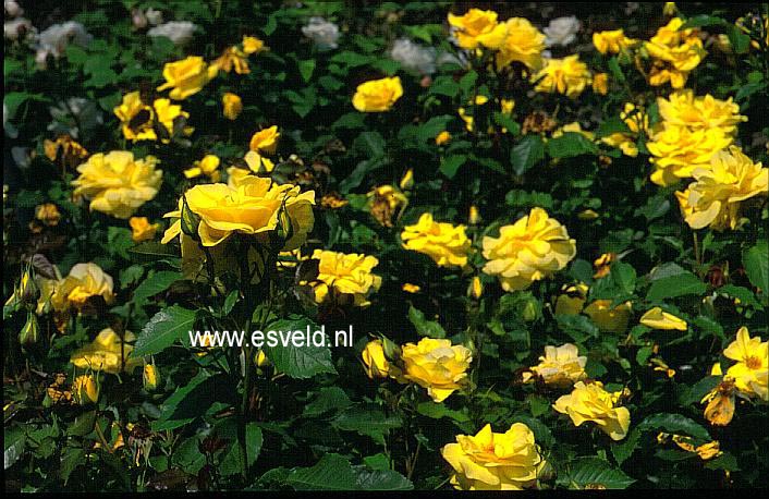 Rosa 'Korresia' (FRIESIA)