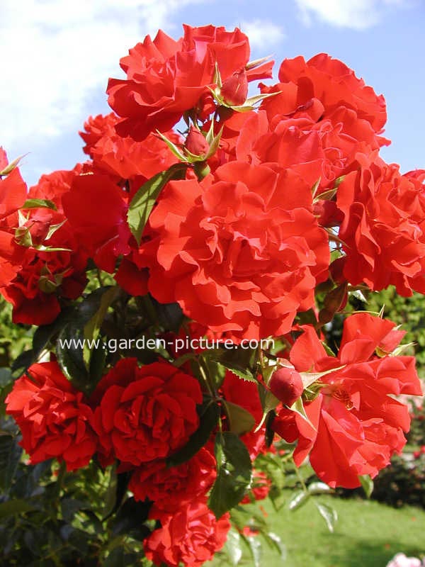 Rosa 'Kortemma' (MAINAUFEUER)
