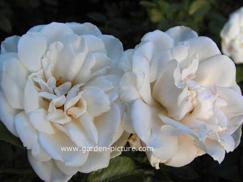 Rosa 'Korvanaber' (LION'S ROSE)