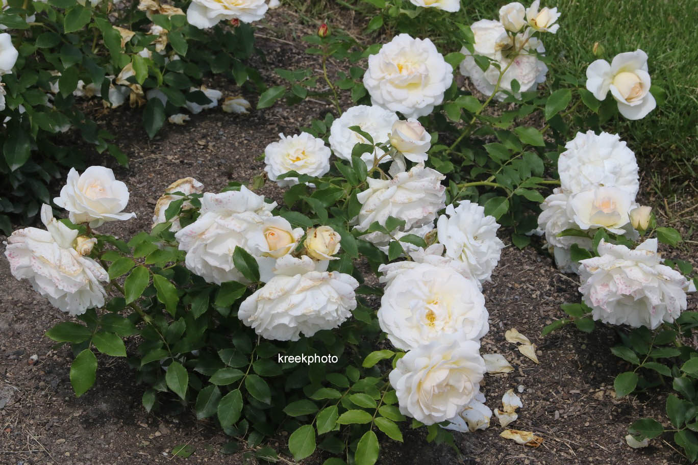 Rosa 'Kosmos'