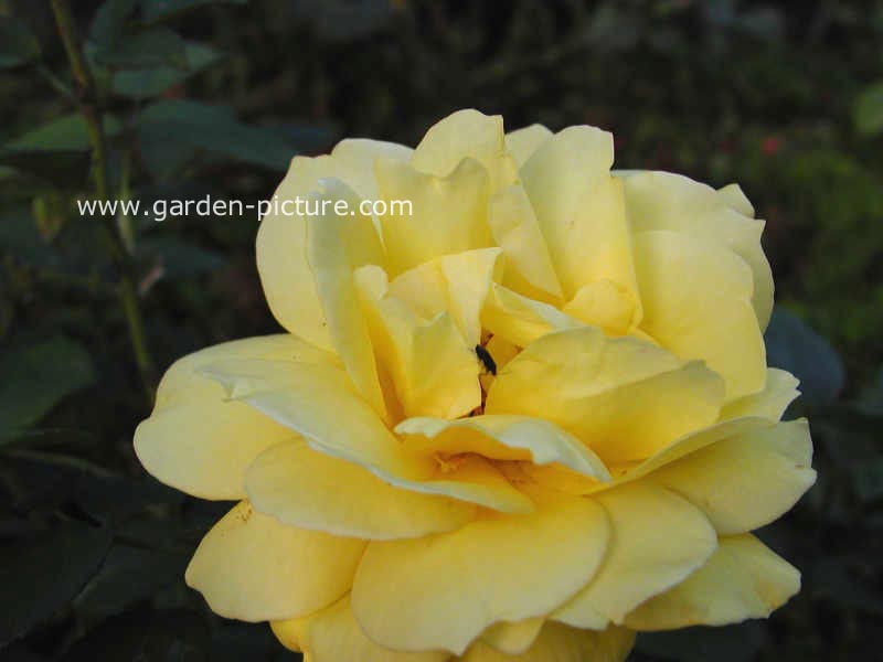 Rosa 'Landora' (SUNBLAST)