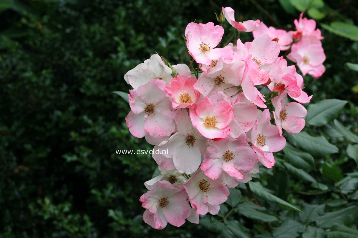 Rosa 'Lenmobri' (RUSH)