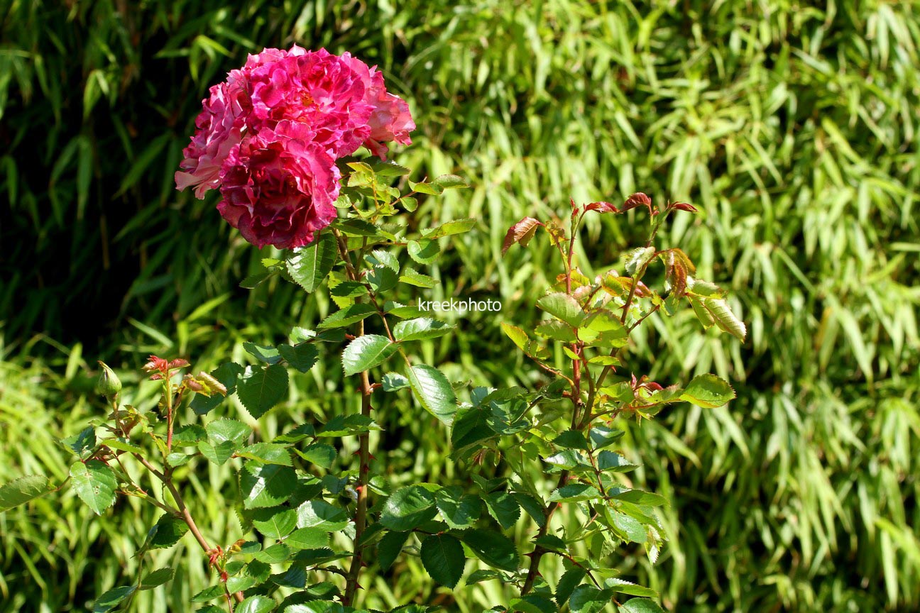 Rosa 'Let's Celebrate'