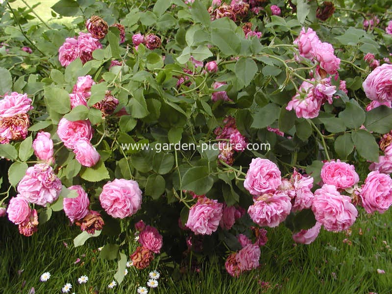 Rosa 'Louise Odier'