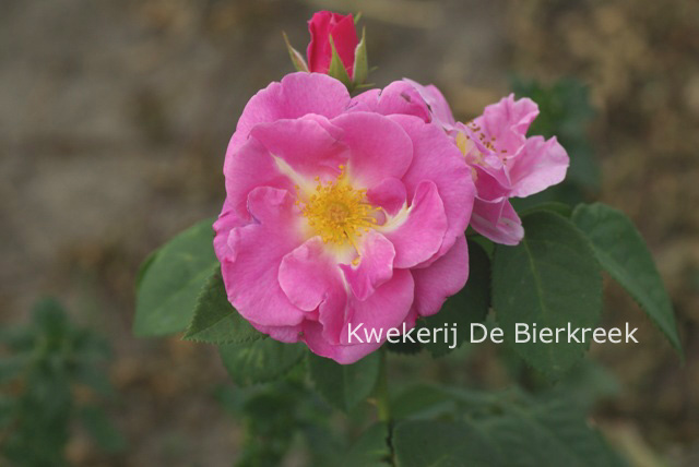 Rosa 'Lucky'
