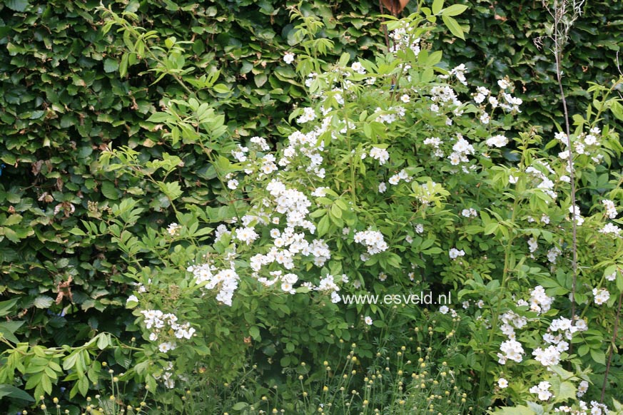 Rosa 'Lykkefund'