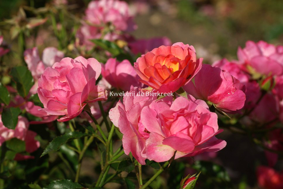 Rosa 'Maxi Vita'